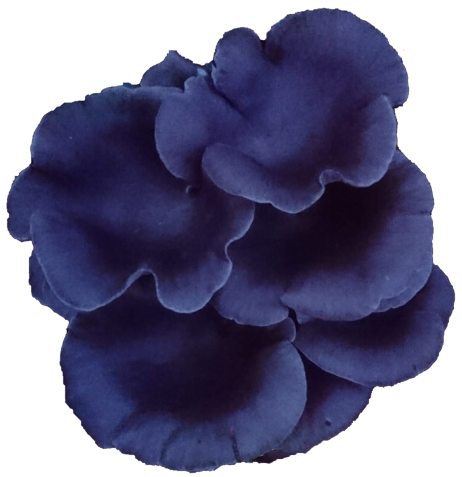 oyster1